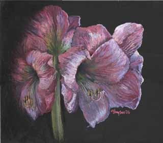 Amaryillis, Jan Thompson Amaryillis, Jan Thompson